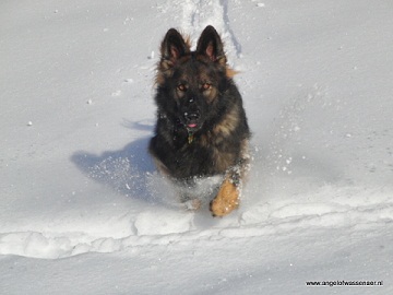 Prachtige foto van een Oudduitse Herder in diepe sneeuw